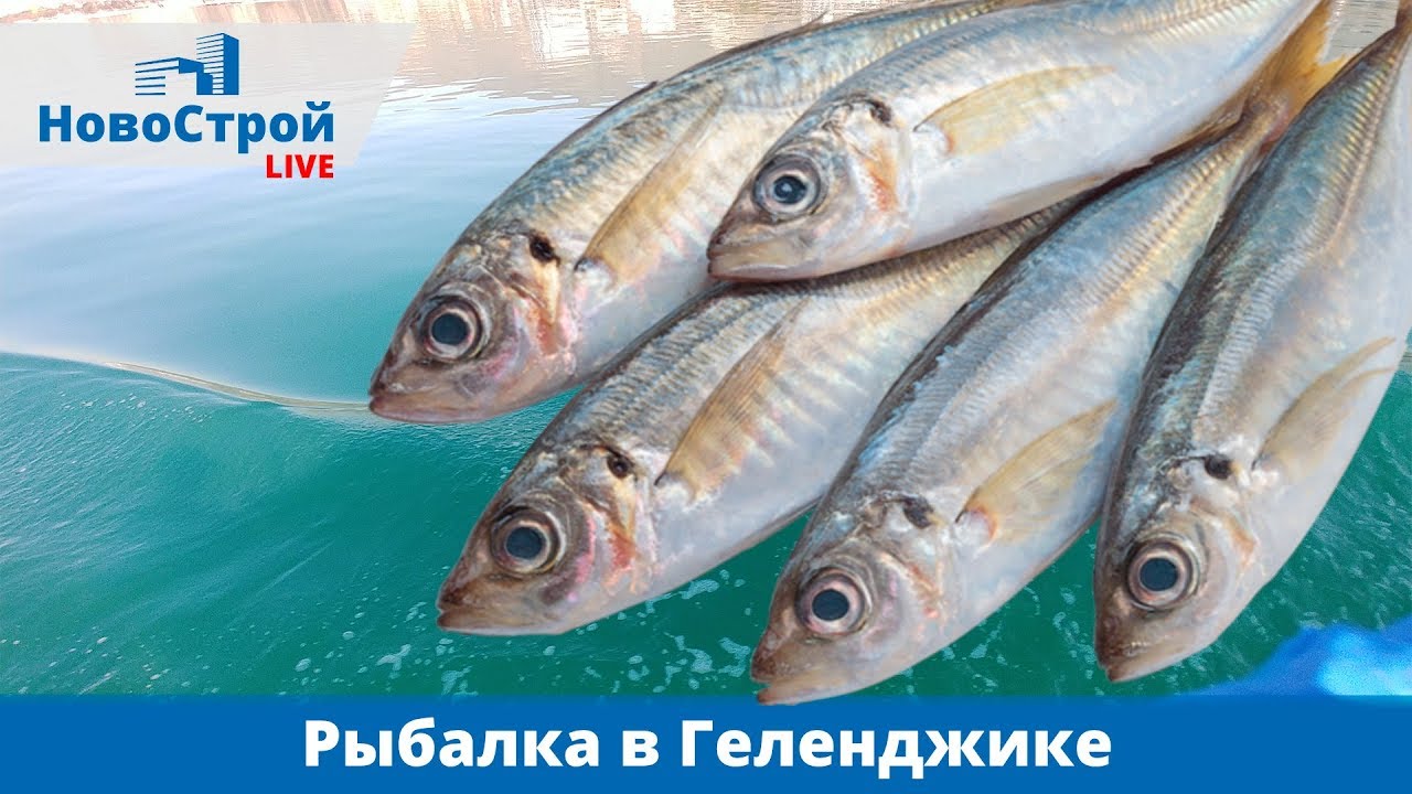 Геленджик Рыболовный Магазин Адреса Геленджик Рыболовный Магазин Адреса