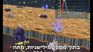 פוטנציאל פעולה - הולכת אותות חשמליים בגוף
