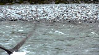 Bald Eagle Poops and Flies Away