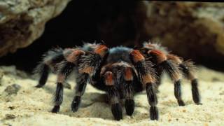 5 Weird And Wonderful Oddities Of Nature
