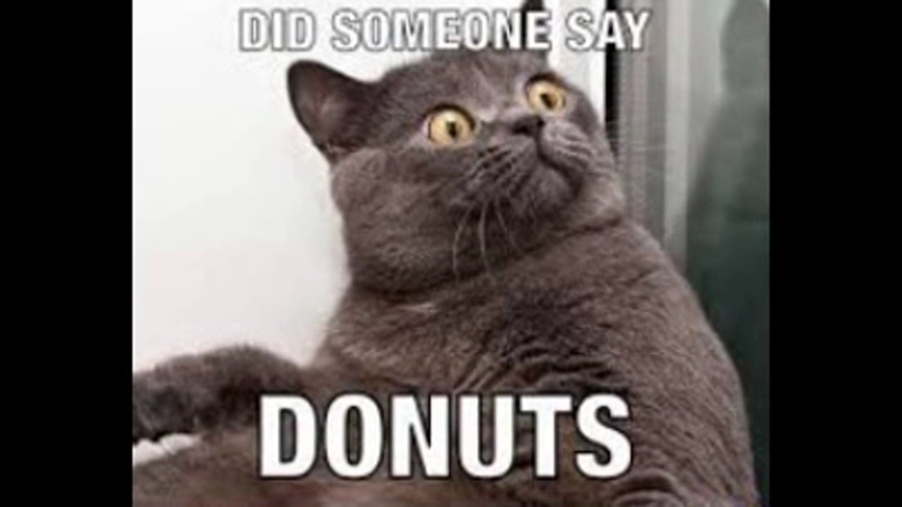 Fat Cat Memes - Slideshow - YouTube