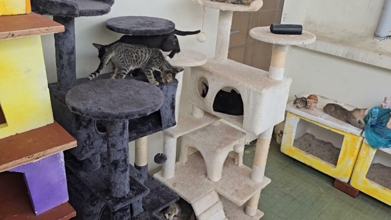 Climb, Jump, Conquer! The Cat Tower Olympics 2025!🐱