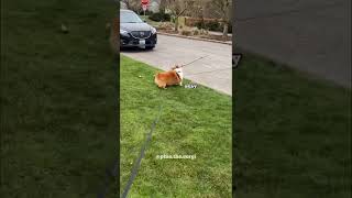 Best corgi branch manager
Is is da best branch manager in town!
.
Hit Subscribe for my future releases.
.
My Instagram: https://www.instagram.com/pino.the.corgi
My TikTok: https://www.tiktok.com/@pino.the.corgi
My Facebook: https://www.facebook.com/corgipino/
Shop my merch: https://www.PinoTheCorgi.com
#funnypetvideso #animals #funnydogs #corgi #dog #corgibutt #Shorts Best corgi branch manager