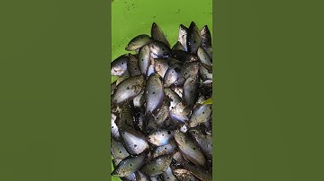 Ký ức miền tây, mẽ đỗ dớn mùa nước nỗi