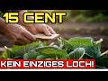 STREUE DAS NEBEN DEN KOHL! Raupen fliehen und der Kohl wird gigantisch.