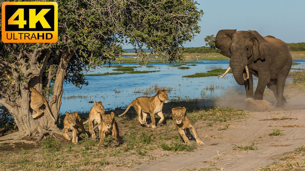 4K African Wildlife: Animal Planet (Wildlife documentary) of Okavango Delta With Nature Sounds in 4K