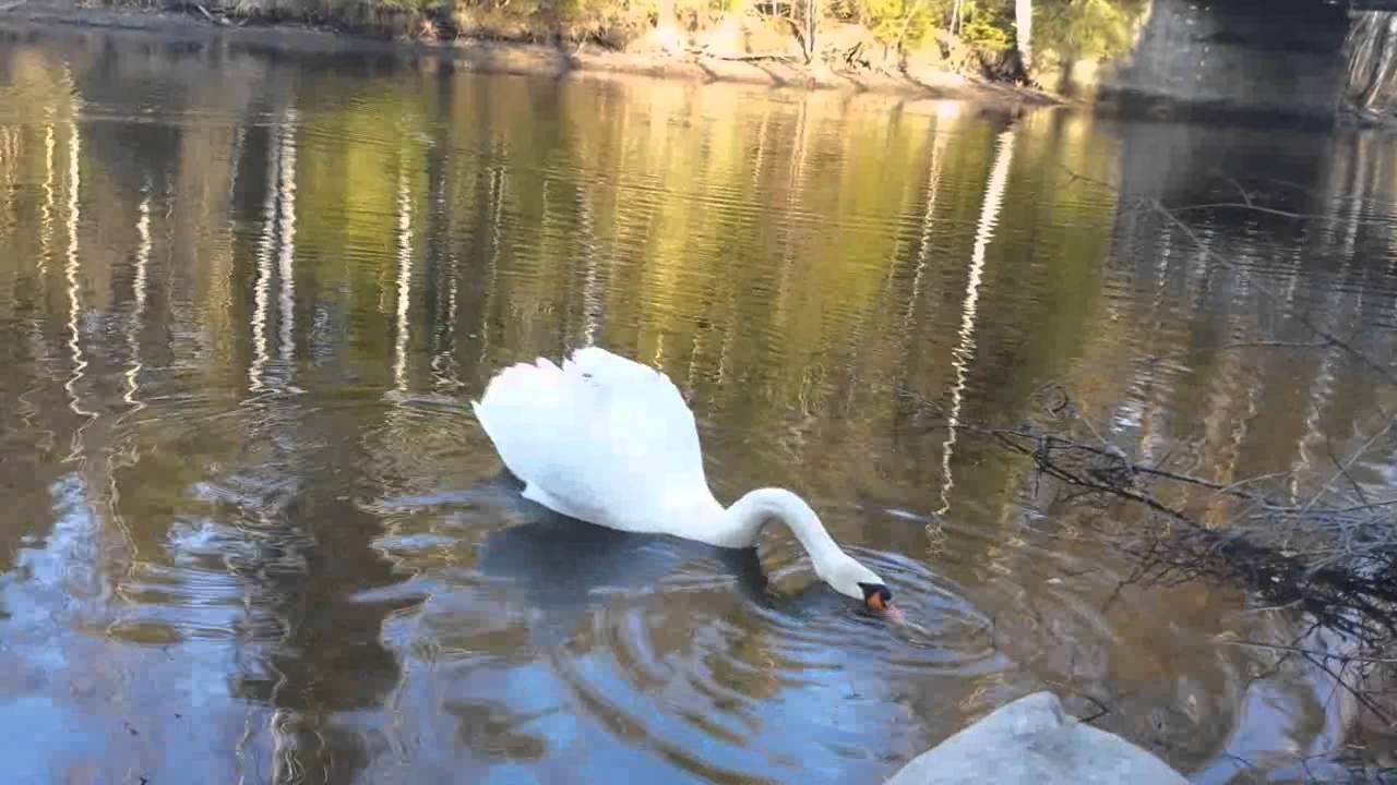 HØNEFOSS, Norway, Svaner. Хёнефосс, Норвегия, Лебеди