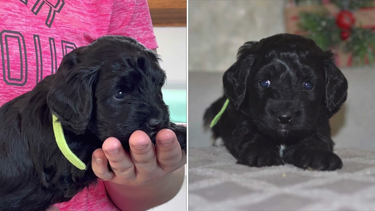 Lulus selection litter