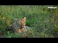 Safarilive sunset safari  19 april 2024