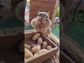 cute chipmunk trying to take as many peanuts as possible