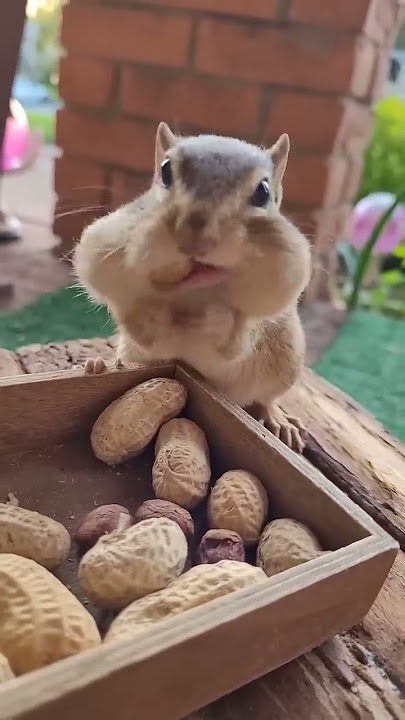 cute chipmunk trying to take as many peanuts as possible