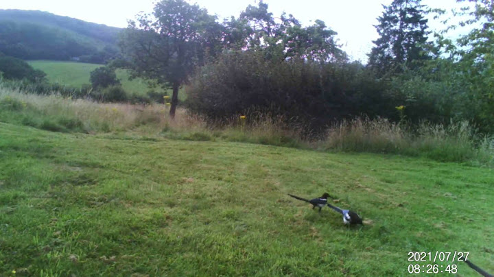 Just Magpies in the garden & the back hedge needed cutting #wildlife #nature #hereford #UK