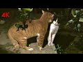 Crazy Cat Fight ! Black vs White / Wait for it