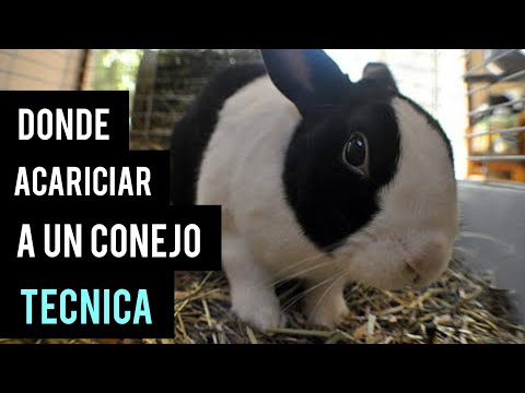 Video: Cómo Acariciar A Un Conejo