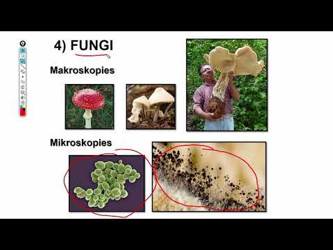 Video: Is diatome fotosinteties of heterotrofies?