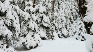 Безумно красивая мелодия для души, Красивый нежный Романтический саксофон! Музыка любви!