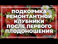 Подкормка ремонтантной клубники после первого плодоношения | toNature.Info