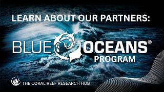 What is the Blue Oceans Program (Dive SSI) - Learn about our project partner #BlueOceansProgram