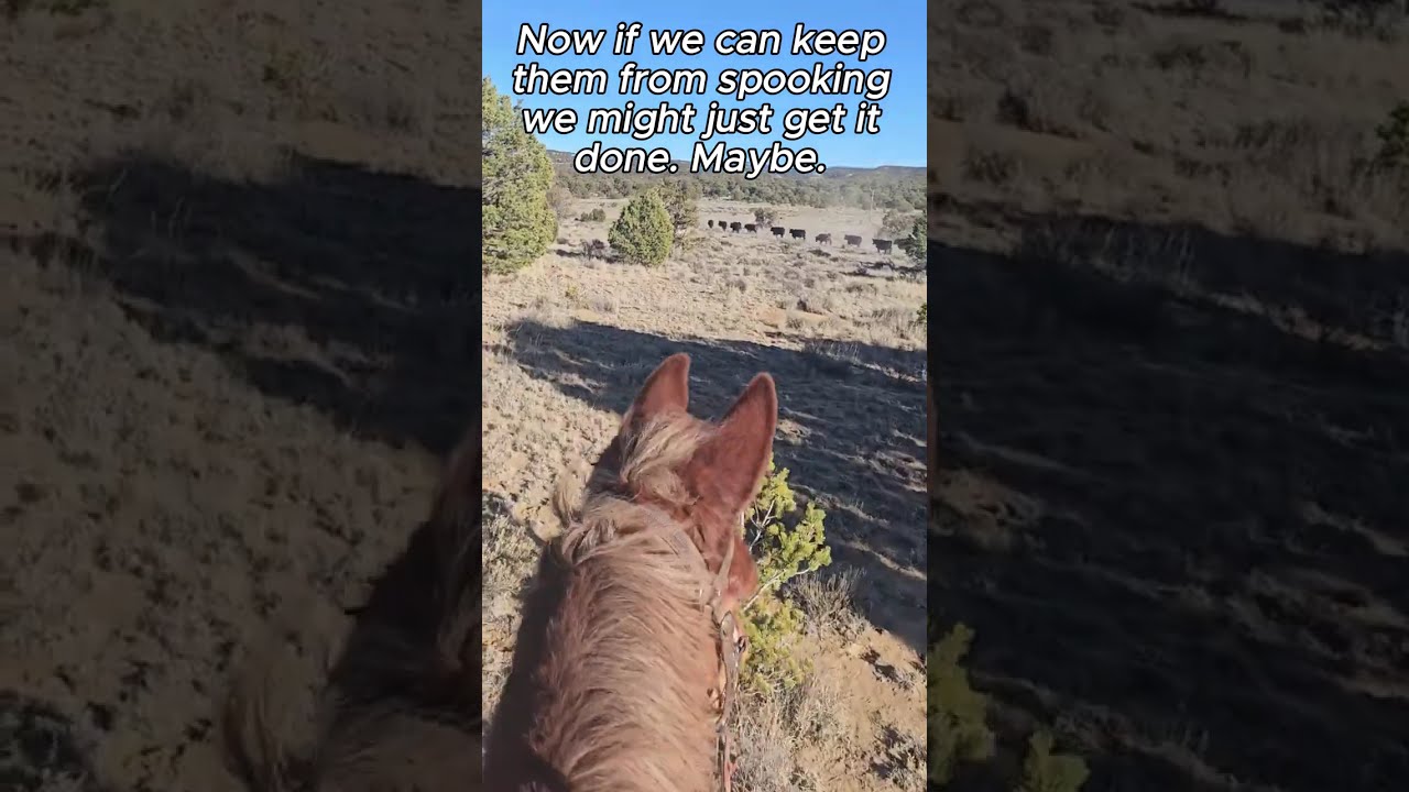 Cattle Drive, Strays on our Ranch!