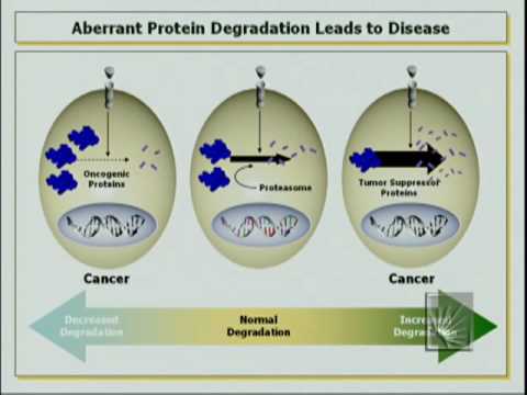 The Ubiquitin Protoelytic System