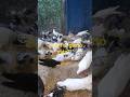 Mira cómo reaccionan cuando cae la comida! 🕊️🔥#Shorts #Naturaleza #Palomas #Aves #Animales #Viral