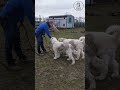 Owczarki rumuńskie do adopcji.