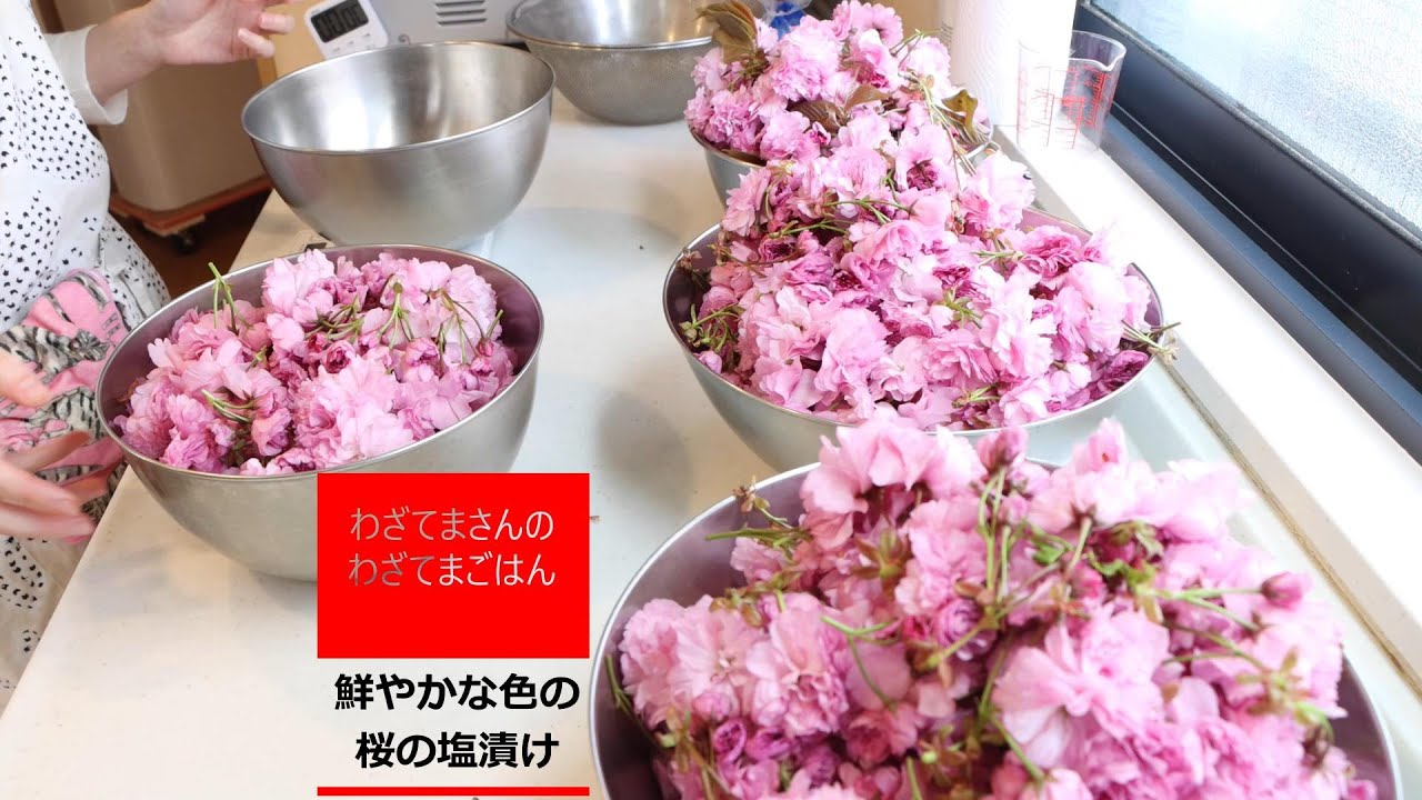 わざてま 90 Vlog シニアライフ 21 桜の花の塩漬け 鮮やかな桜の塩漬け 八重桜の花の塩漬け 山口県料理教室 How To Make Salted Cherry Blossoms Youtube