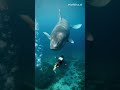 Whale Ocean Baby Deepsea Fyp Trendingshorts Whale Ocean Baby Deepsea Fyp Trendingshorts