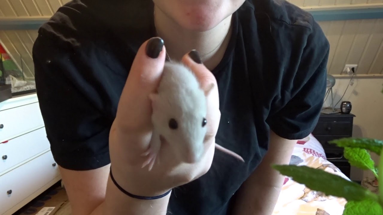 Meet my rats! - YouTube