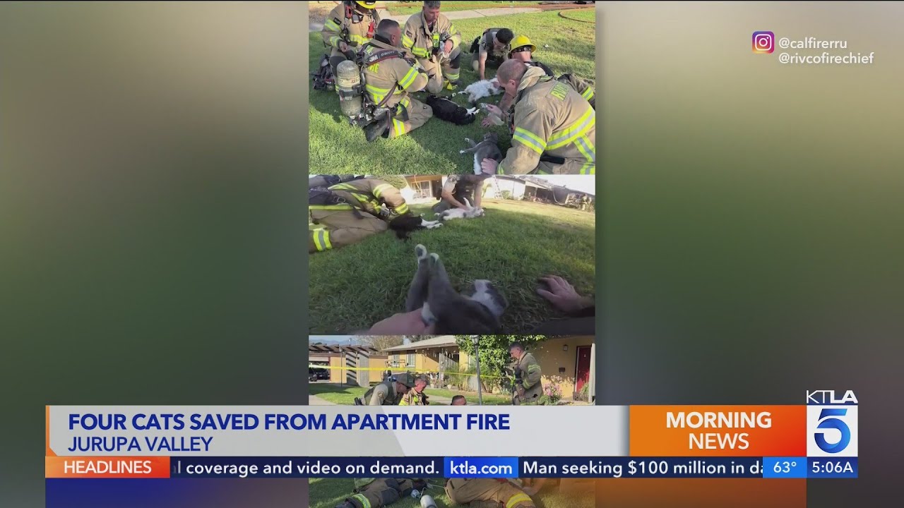 Video captures tense moments as crews revive cats pulled from Jurupa ...