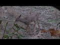 14 year old drills deer with a bow.