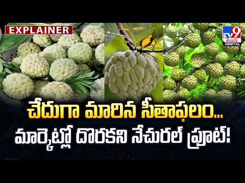 Explainer : చేదుగా మారిన సీతాఫలం... మార్కెట్లో దొరకని నేచురల్ ఫ్రూట్! - TV9 - TV9