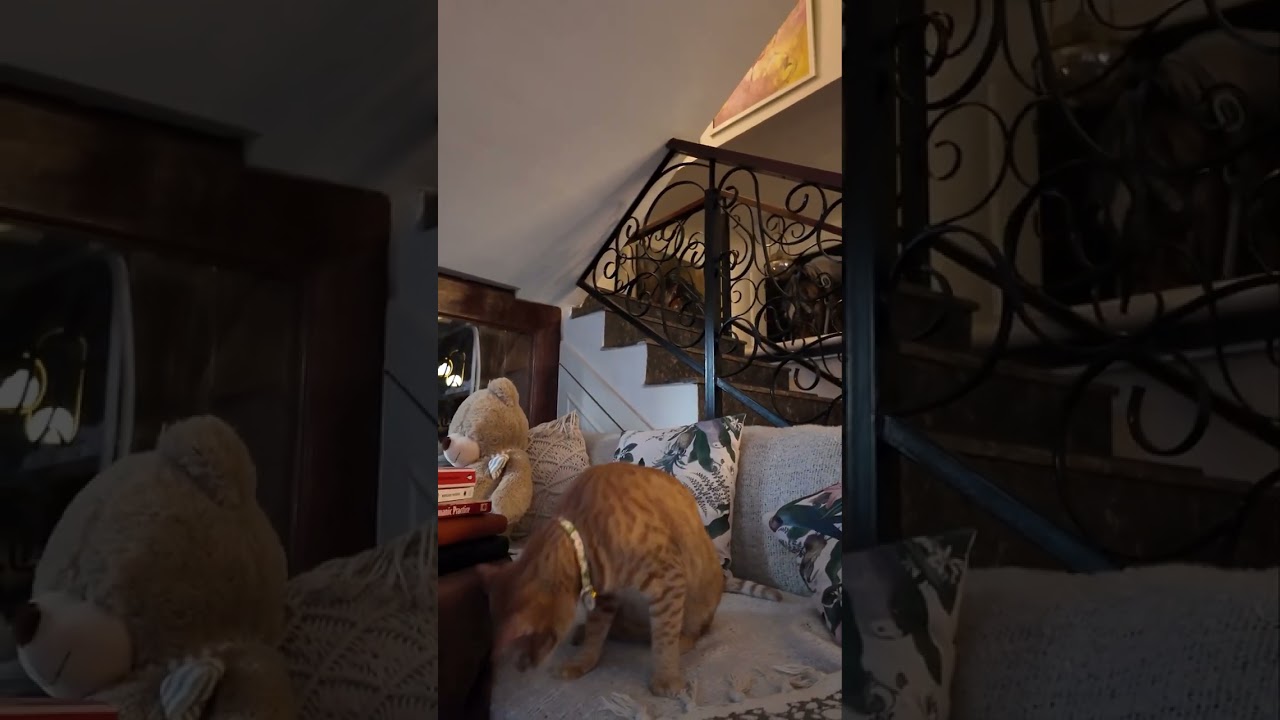 Funky kitten❤️|pets & cats| 