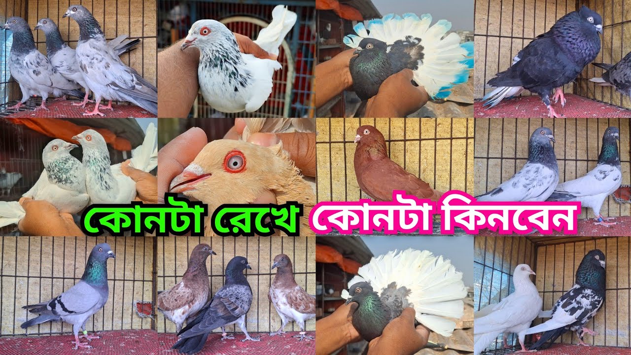 রামপুরি, আর্মি,ছোয়াচন্দন,ময়নাঝাক,চুইনা,মাক্সি মুসলদম, সবজি,ছুল্লি,বাঘা, সিলভার ও হাইফ্লাইয়ার। 
