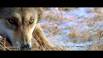 L'ultimo lupo, Il trailer italiano   HD   Film 2015