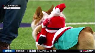 Corgi Race at halftime during Rams-Vikings