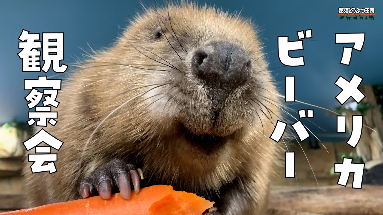アメリカビーバー 観察会 American Beaver Youtube