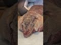 Massive Lizard Sheds His Skin Massive Lizard Sheds His Skin