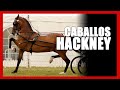 🟢🐎🟢 Caballos Hackney - ACET