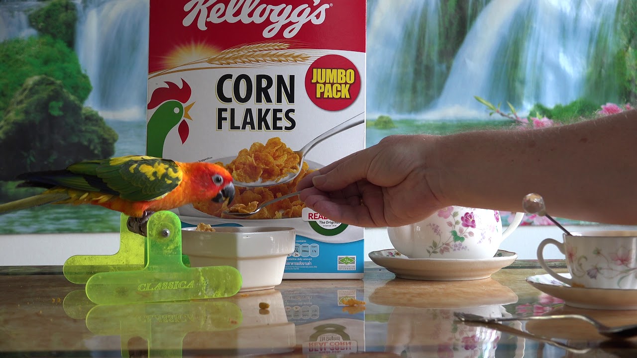 The early bird gets the corn flakes! YouTube