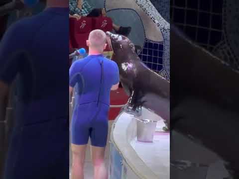 Seal singing in Dubai dolphinArium #so much fun#shorts