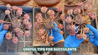 Helpful Tips for Succulents | #succulents #suculentas #다육 by Vườn sen đá 8,068 views 2 months ago 3 minutes, 48 seconds