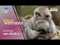 Wild Winners [Teaser]