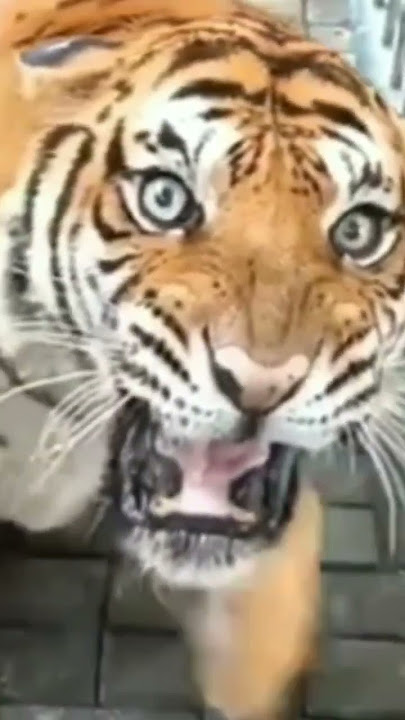BIKIN BERGETAR SUARA harimau mengaum.