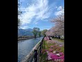 Spring Along Japan's Hidden Canal 🌸 #shorts