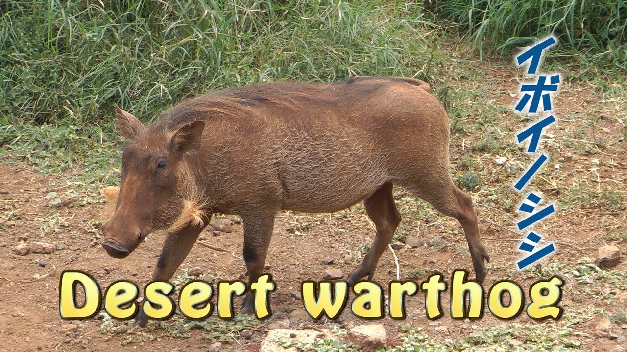 イボイノシシ Warthog プンバァ Africa Kenya Safari Youtube