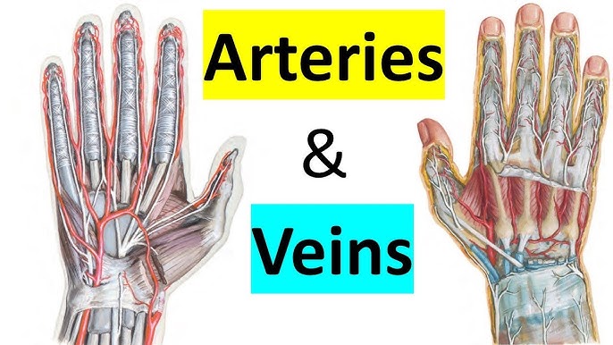 Anatomical Snuff Box - Everything You Need To Know - Dr. Nabil Ebraheim 