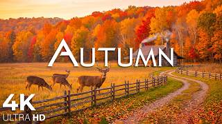 September 4K 🍂 Autumn Begins 🍂 Golden Forests, Quiet Lakes and the First Colors of Fall