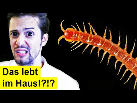 Video: Das Ungelöste Geheimnis Der Gustera