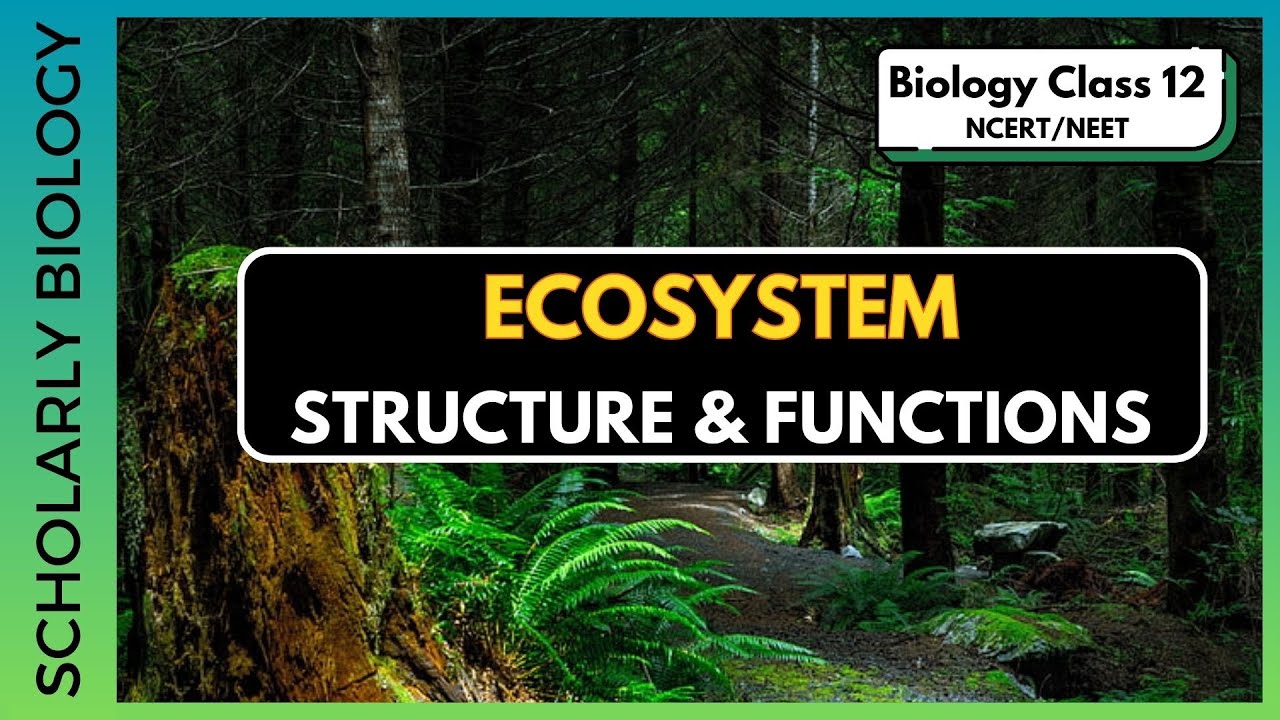 Ecosystem Structure & Functions | Biology Class 12/NEET - YouTube
